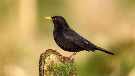 pic of blackbird|blackbirds of north america.